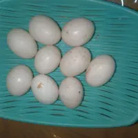 تخم کبوترتازه