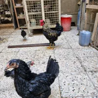 مرغ و خروس گلین اصلی