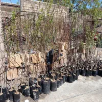 فروش ویژه نهال با قیمت خرید