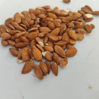 خریدار بادام و مغز بادام نقدی|خدمات باغبانی و درختکاری|شهرکرد, |دیوار