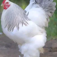 مرغ خروس جوجه برهما و لاری از نسل وارداتی اصیل