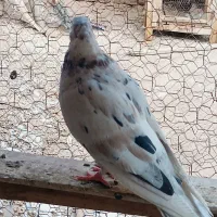 سرور|پرنده|کاشان, کارگر|دیوار