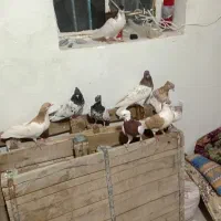 کبوتر رنگی سلطان اباد