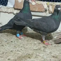 کبوتر جفت نامه بر