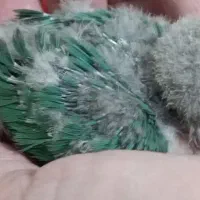 جوجه برزیلی|پرنده|ری, ملک‌آباد|دیوار