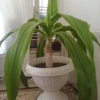 فروش گل طبیعی