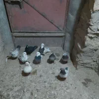 کبوتر