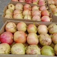 محصولات طارم|عمده‌فروشی|زنجان, |دیوار