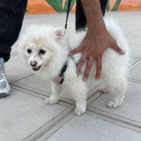 سگ پامر خرسی فقط تا امشب