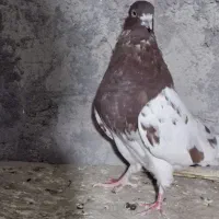 پرنده