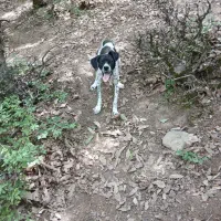 پوینتر انگلیس|سگ|گلی داغ, |دیوار