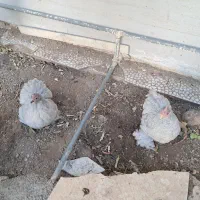 5 تا مرغ کوشین و یک جوجه 4ماهه