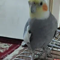گمشده