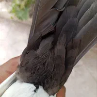 نرماده یهودی