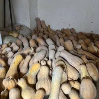 کدو حلوایی شیرین و زرد با قیمت ۲۲هزار تومان|عمده‌فروشی|اسفراین, |دیوار