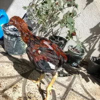 جوجه لاری
