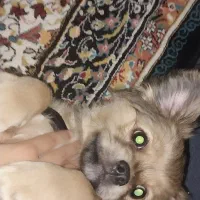 شیتزو کراس ۳ماه ماده|سگ|اهواز, کوی آغاجاری|دیوار