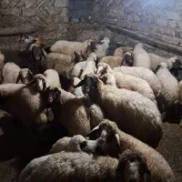 فروش گوسفندبابره