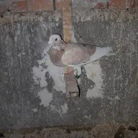 کبوتر|پرنده|گنبد کاووس, |دیوار