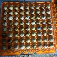 تخم نطفه دار بلدرچین|حیوانات مزرعه|سبزوار, طبرسی (جعفرآباد)|دیوار