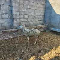 گوسفندجوان گوشتی