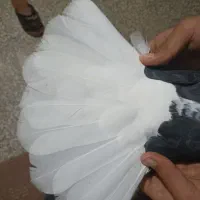 یک عدد سیاه دمسفید.معاوضه دارم|پرنده|دهدشت, |دیوار