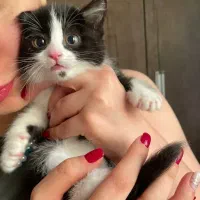 واگذاری رایگان گربه تاکسیدو نر ۳ ماهه