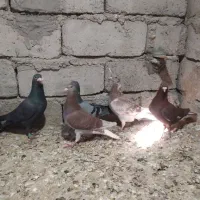 کبوتر نر|پرنده|جزنیک, |دیوار