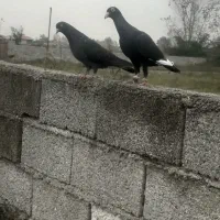 کبوتر تزیینی کاکل و پرشی|پرنده|کلاچای, |دیوار