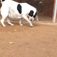 واگزای سگ لاس|سگ|برخوار, |دیوار