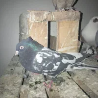 کبوتر خاص و زیبا