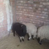گوسفند