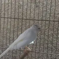 قناری نر سوپری|پرنده|رشت, صفاری|دیوار