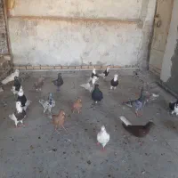 دسته رنگی|پرنده|اهواز, شهرک حفاری|دیوار