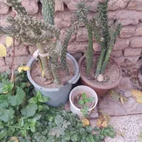 گل گیاهی شاداب|گل و گیاه طبیعی|تربتحیدریه, شهرک ولیعصر|دیوار