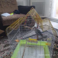 قفس پرنده بسیار زیبابه همراه وسایل|لوازم جانبی حیوانات|فولادشهر, مسکن مهر فولادشهر|دیوار