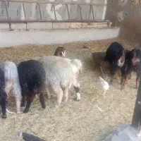 بز بزغاله 11راس|حیوانات مزرعه|پیشوا, |دیوار