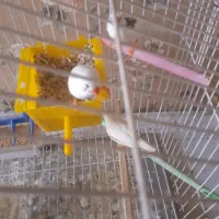 یک جفت فنچ|پرنده|قرچک, پویینک|دیوار