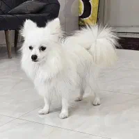 پامرهای شیطون وبازیگوش .پدرومادرو بچه هاش|سگ|سنگر, |دیوار