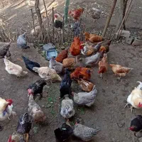 تخم مرغ نطفه دار|حیوانات مزرعه|بابل, |دیوار