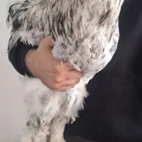 خروس جوان برهما غول پیکر