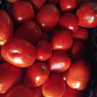 محصولات کشاورزی