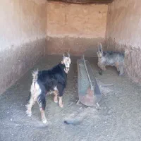 کهره نر بزری|حیوانات مزرعه|سروستان, |دیوار