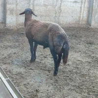 گوسفند نر  مخصوص تخمی کاربلد درجه یک نژاد بروجردی|حیوانات مزرعه|قائم‌شهر, |دیوار
