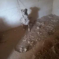 سگ ادم ندیده|سگ|بردسکن, |دیوار