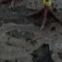 کبوتر طوقی  پرنده