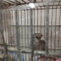 سهره معاوضه با قناری نر