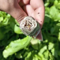 نشا کاهو مهرگان 48|خدمات باغبانی و درختکاری|ورامین, شهرک ولیعصر|دیوار