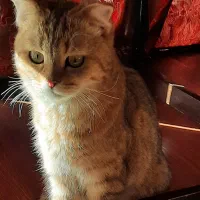 گربه اسکاتیش