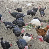 بوقلمون نر و ماده کار